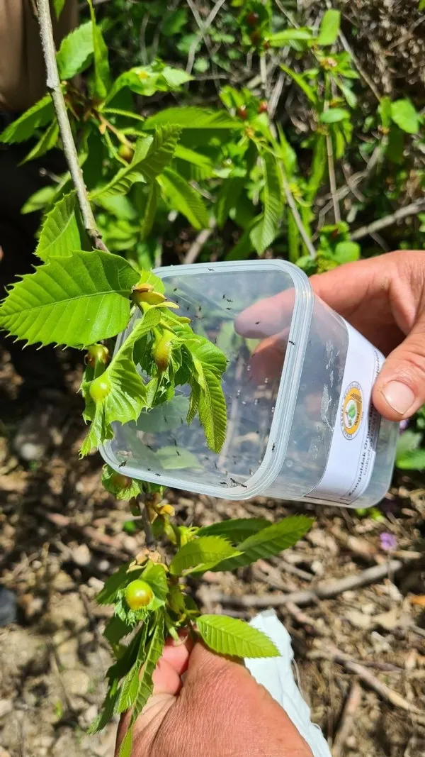 1684498164291.jpg Zonguldak’ta “katil arı” alarmı! Ekipler biyolojik mücadele başlattı - 2