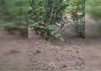 Yavru tilki ile bahçede sohbet etti