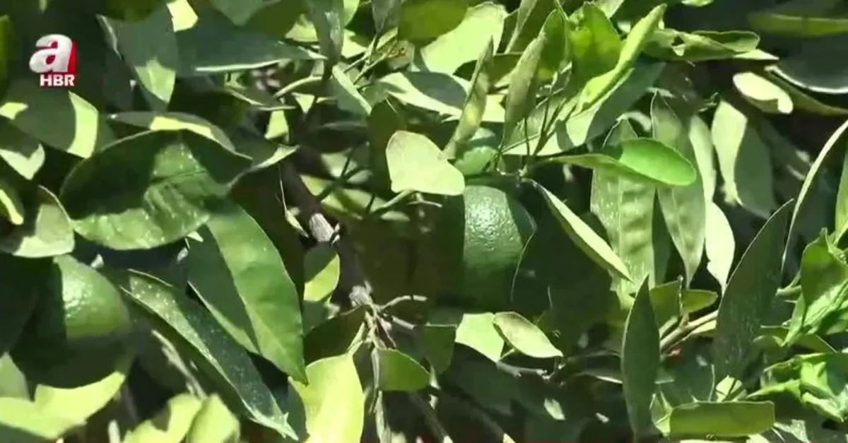 Havran mandalinası toplanmaya başladı