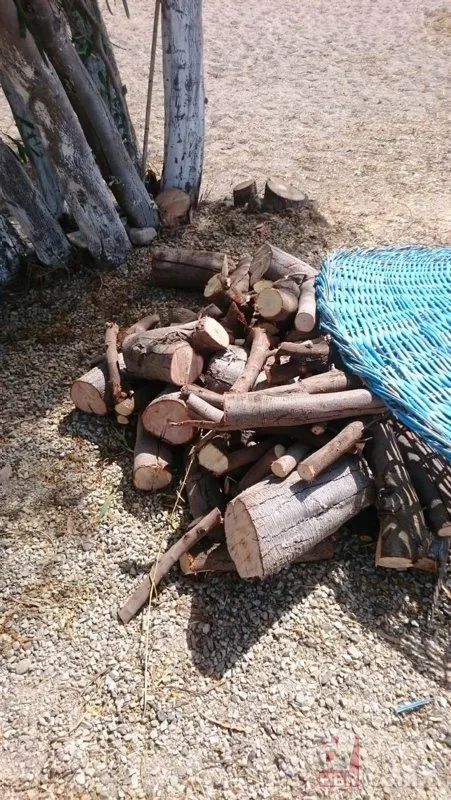 Bodrum’da çevre katliamı! Sahili büyütmek için onlarca ağaç kesildi