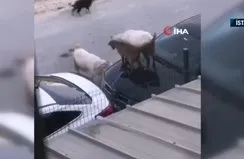 Keçiler araba kaputuna çıktı!