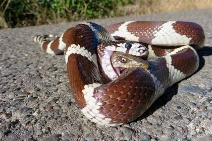 Ayı evin bahçe kapısını kırıp içeri girdi! Havuz başında uyuyan adam...