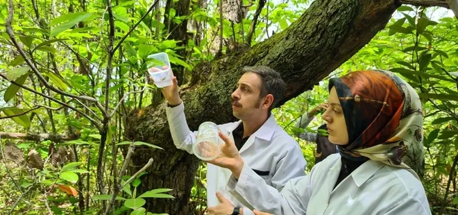 Zonguldak’ta “katil arı” alarmı! Ekipler biyolojik mücadele başlattı