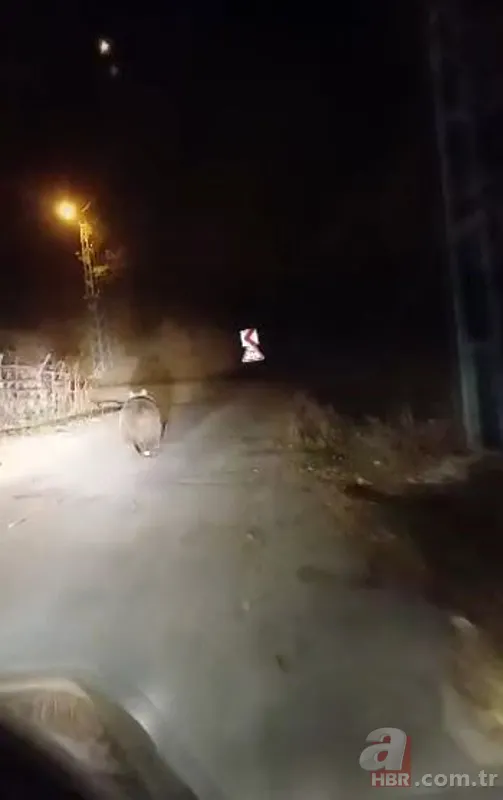 Köpek sandı, kayda bastı! Sivas’ta birkaç saniye sonra yaşananlar sosyal medyada olay oldu 5