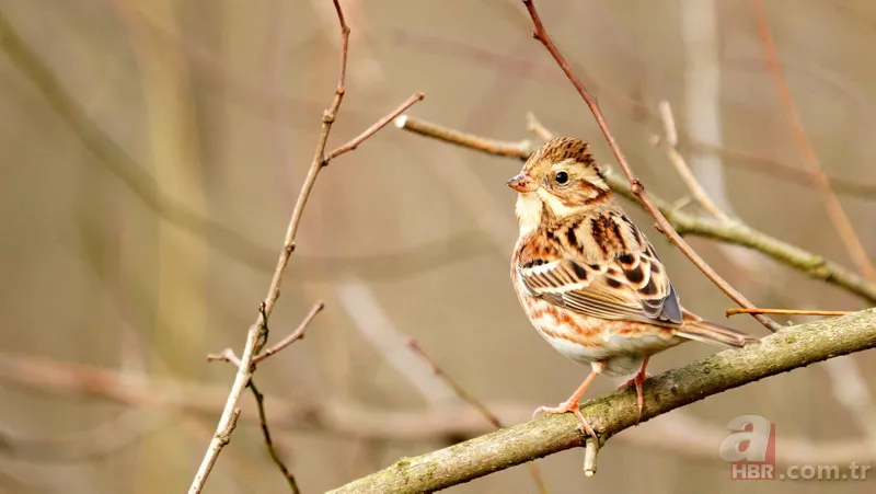 Türkiye'de nadir görülüyor! 'Ak kaşlı kiraz kuşu' Zonguldak'ta görüntülendi 2