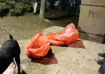 Ankara'da 8 köpek ölü bulundu! Zehir verildi iddiası...