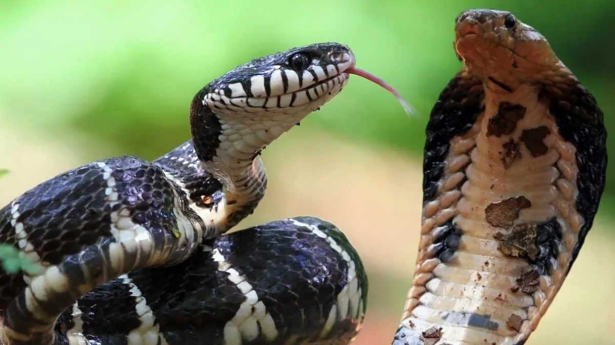 Vahşi doğada güç savaşı! Kral kobra ile anakonda karşılaşırsa...