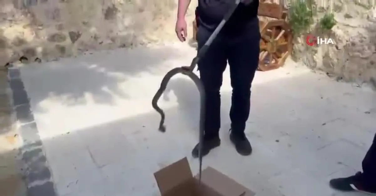 Cami imamı fark etti! Avluya giren yılan yakalandı