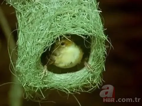 Mühendis gibi yaptı! Dokumacı kuşların yuvaları görenleri hayran bırakıyor