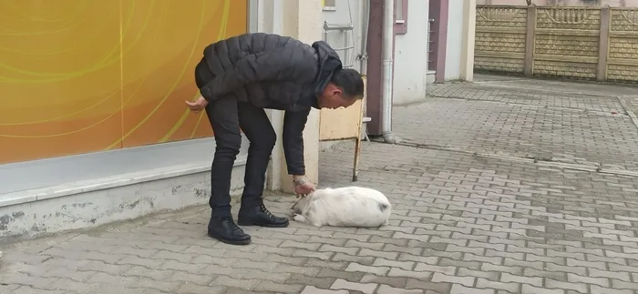 duzcede-yavrusu-calinan-kopek-hayata-kustu-1645619011564.jpg Düzce’de yavrusu çalınan köpek hayata küstü - 3