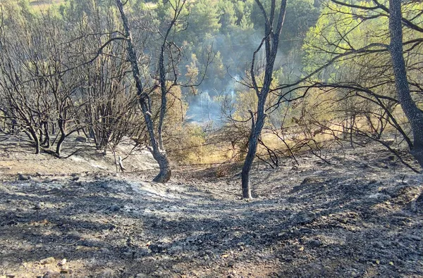 son-dakika-haberi-manavgattaki-yangini-cikaran-16-yasindaki-sahis-tutuklandi-1628010509622.jpg Son dakika haberi: Manavgat'taki yangını çıkaran 16 yaşındaki şahıs tutuklandı - 9