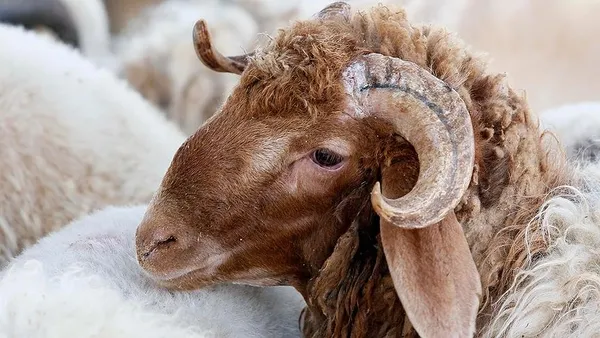 diyanet-2023-kurban-bayrami-ne-zaman-kurban-bayrami-hangi-gune-denk-geliyor-dini-gunler-takvimi-1671985559957.jpg DİYANET 2023 Kurban Bayramı ne zaman? Kurban Bayramı hangi güne denk geliyor? Dini günler takvimi! - 1