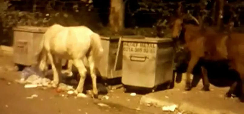 Ruam hastalığının vurduğu Büyükada'da içler acısı görüntü!