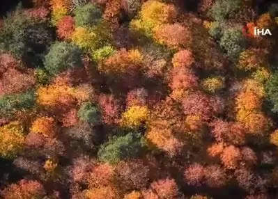 Ormanlık alanlarda sonbahar güzelliği