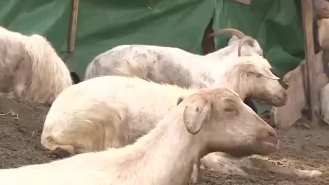 Türkiye’de yetiştirilen keçi ırkları