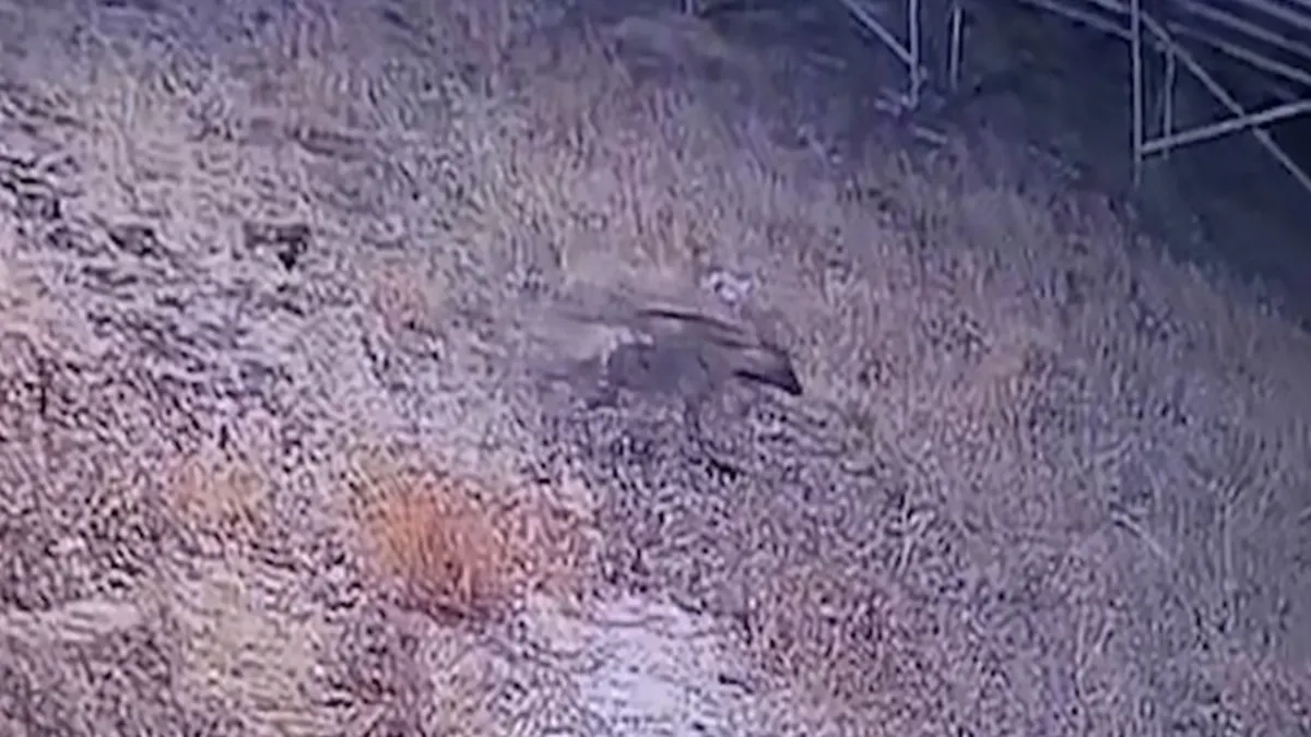 Nesli tükenmekte olan çizgili sırtlan güvenlik kamerasına yansıdı