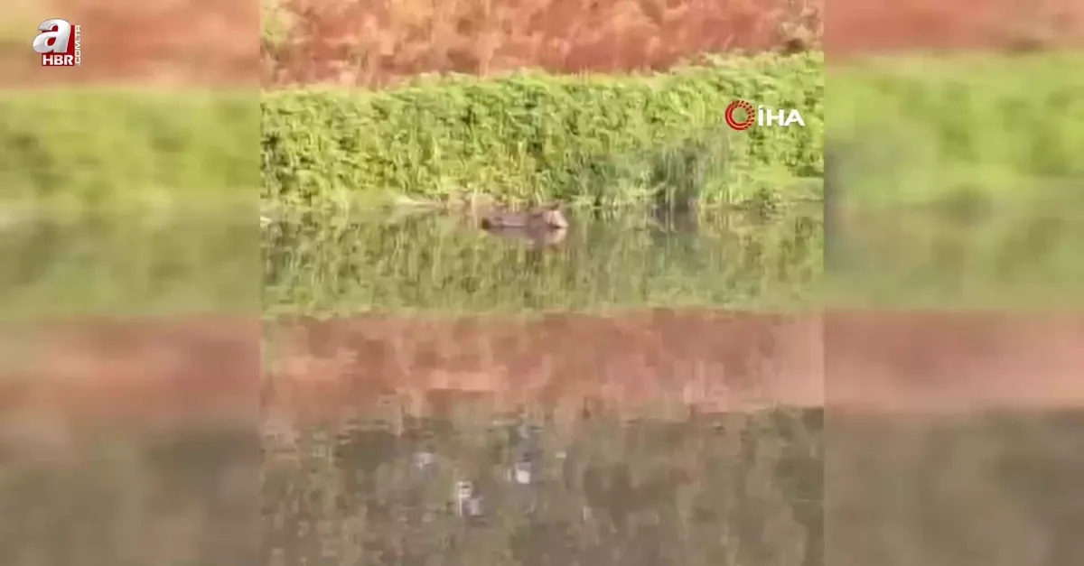 Melen Çayı’na düşen eşeği itfaiye kurtardı