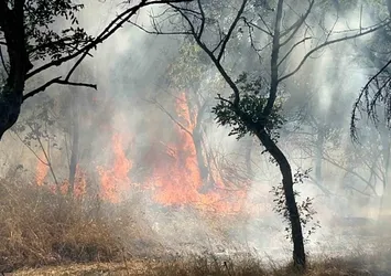 Çorlu'da ormanlık alanda korkutan yangın