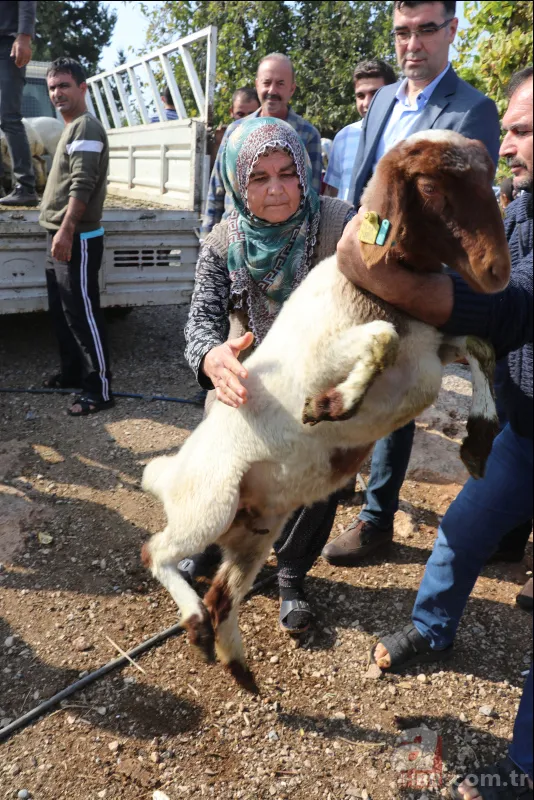 Adana'da koyunları çalınan Ayşe teyzenin gözyaşları dindi 13
