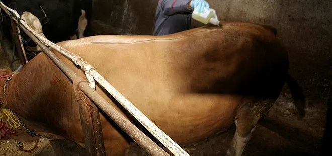 Tokat’ta şap hastalığı! Hayvan pazarları kapatıldı