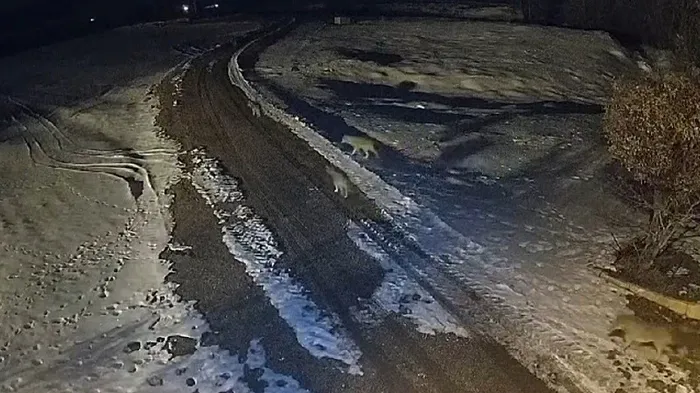 Erzincan'da kurt dehşeti! Müezzin canını son anda kurtardı - 1