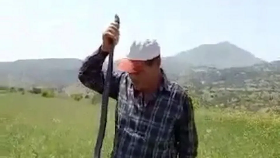 Yürekleri ağızlara getiren anlar! Tarlada çalışırken yılanla karşılaştı… Öyle bir şey yaptı ki 🐍