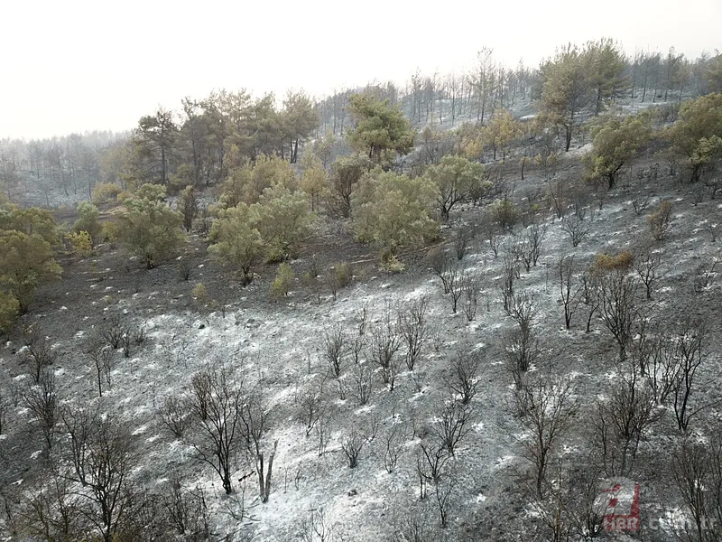 Sakarya’da ciğerlerimiz yanıyor! Hasarın boyutu gün ağarınca ortaya çıktı 5
