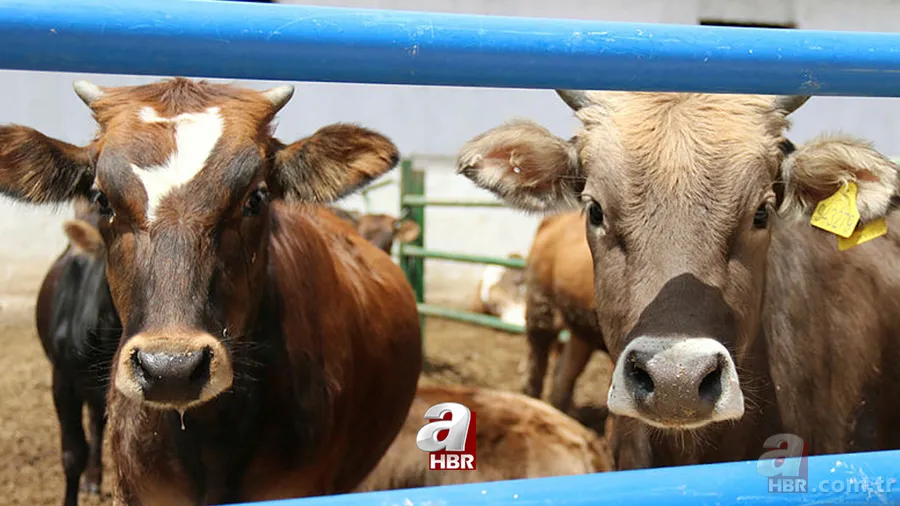 Diyanet takvimi: Kurban Bayramı ne zaman? 2021 bayram tatili kaç gün olacak, ayın kaçında başlayacak? 1