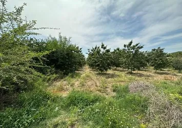 Adana'da hurma bahçesinde dehşet! Cinayet şüphelisi suçu arkadaşının üzerine attı
