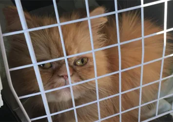 Gupse Özay kedi sahiplendi