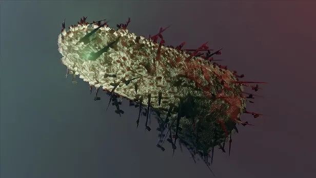 İnsandan insana kuduz bulaşır mı? Kuduz hastalığı belirtileri nasıl anlaşılır? Ateş, kaygı, baş ağrısı... Kuduz hastalığı tedavi edilebilir mi?