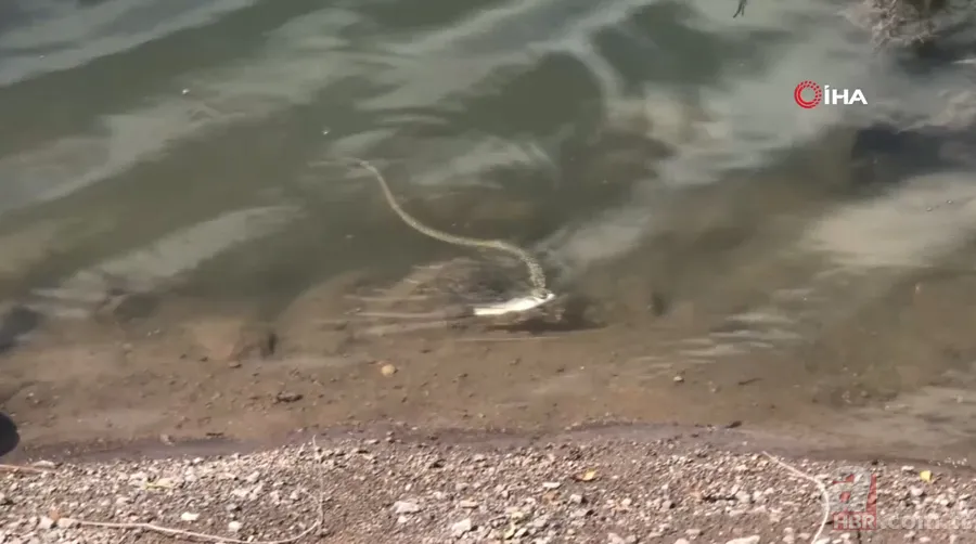 Avlayıp metrelerce ağzında böyle taşıdı! Amatör balıkçılar görüntüledi 4