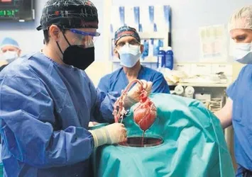 Herkes insana domuz kalbi naklini konuşuyor! Operasyonun esin kaynağı Türk doktor Burçin Ekser konuştu: İnsan hücresinden organ üreteceğiz