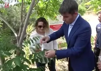 Kahverengi kokarca yayılıyor: Amasya’da da tespit edildi