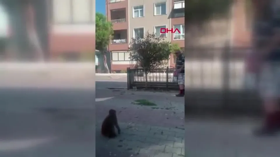 İstanbul Büyükçekmece’de maymun dehşeti: 3 yaralı
