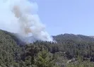 Milasta orman yangını! Alevler kontrol altında