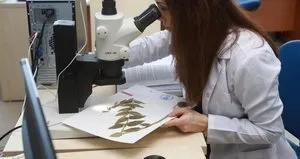 Türkiye’de yeni bir bitki türü keşfedildi