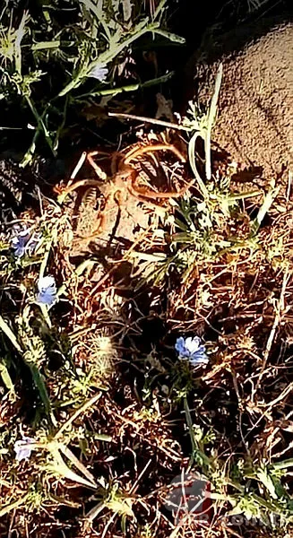 Son dakika: Böylesi görülmedi! O ilimizde dev örümcek paniğe neden oldu 2