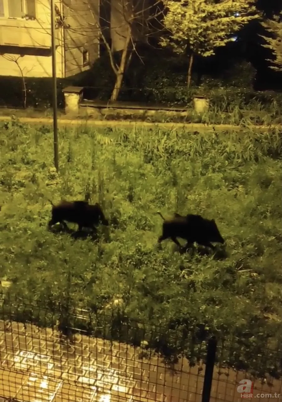 Bursa'da dağlara kar yağınca şehre indiler 3