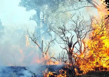 Antalya'da korkutan orman yangını