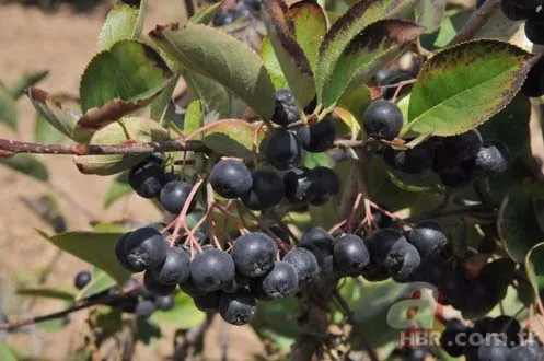 Aronya, Türk tarımına kazandırıldı 6