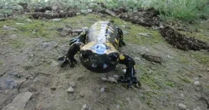 Mutki’de ’Türk semenderi’ görüldü