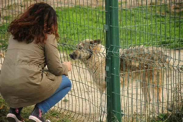 TBMM’de kabul edildi: Hayvanları Koruma Kanunu ve Türk Ceza Kanununda değişiklik!