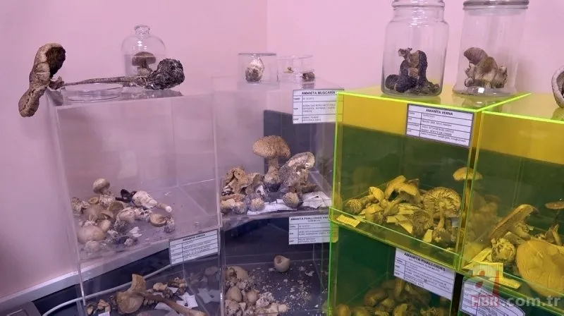 Ölümsüzlük mantarı nedir | Reishi mantarının faydaları nelerdir | Fiyatı dudak uçuklatıyor 9