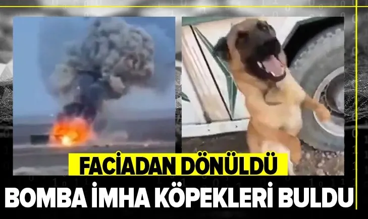Son dakika: Barış Pınarı bölgesinde facia önlendi! Bomba arama köpekleri 30 kilo patlayıcı buldu