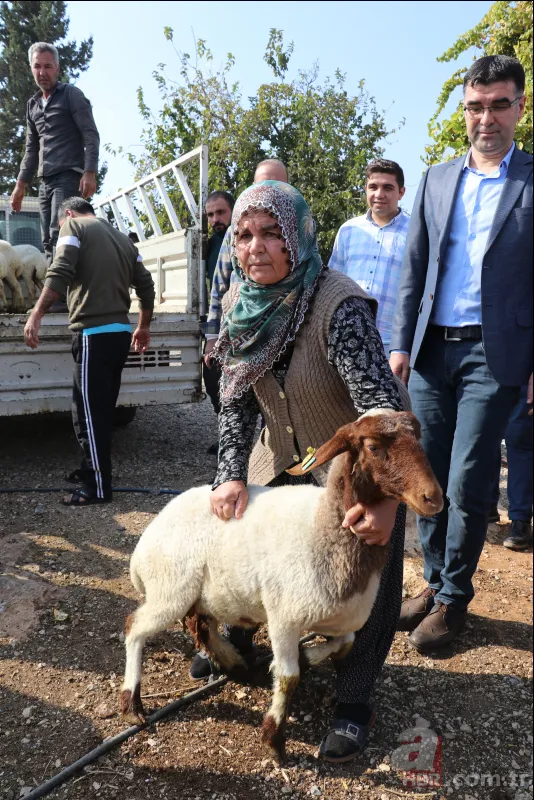 Adana'da koyunları çalınan Ayşe teyzenin gözyaşları dindi 14