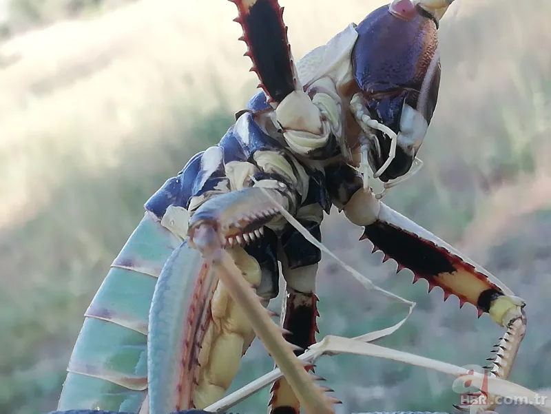 Son dakika: Türkiye'de görülen et yiyen çekirge şehri alarma geçirdi! Vatandaşlar tedirgin 8