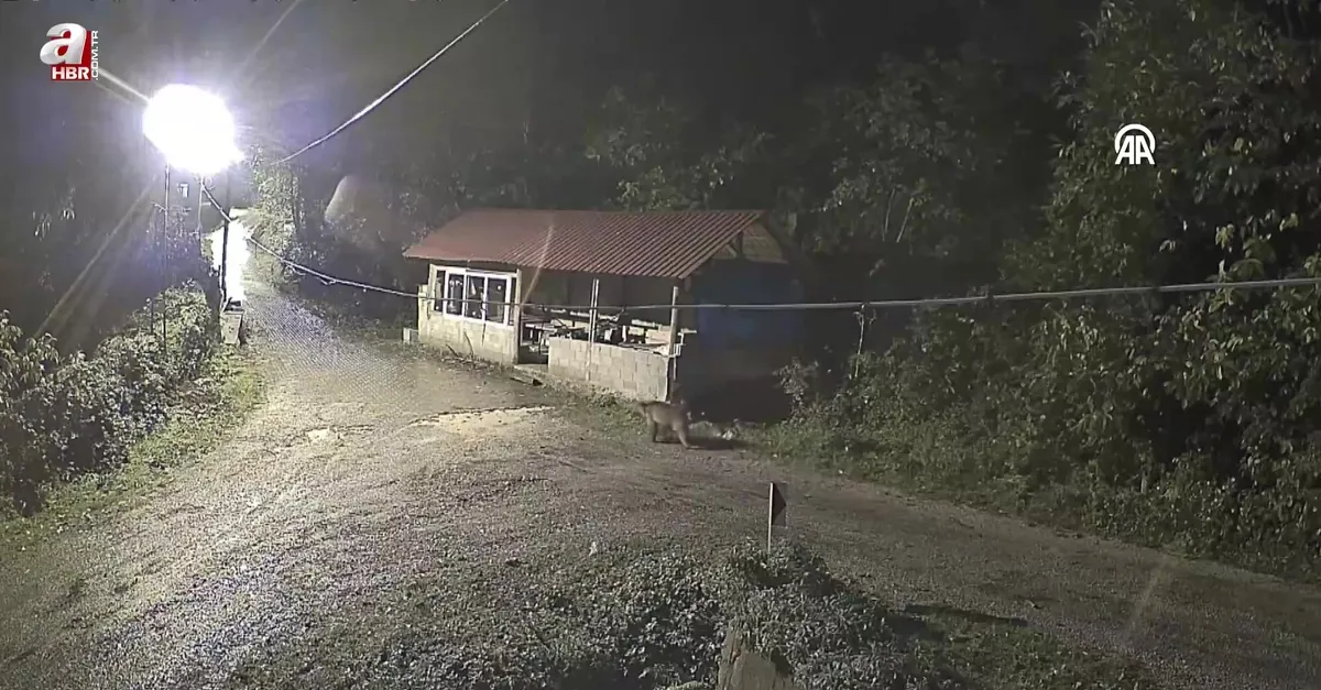 Görüntüler Kastamonu'dan! Mahalleye inen ayı güvenlik kamerasında