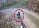 Vurduğu domuzun saldırısında uğradı