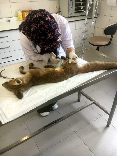 İstanbul’da bulunan yaralı tilki tedavi altına alındı